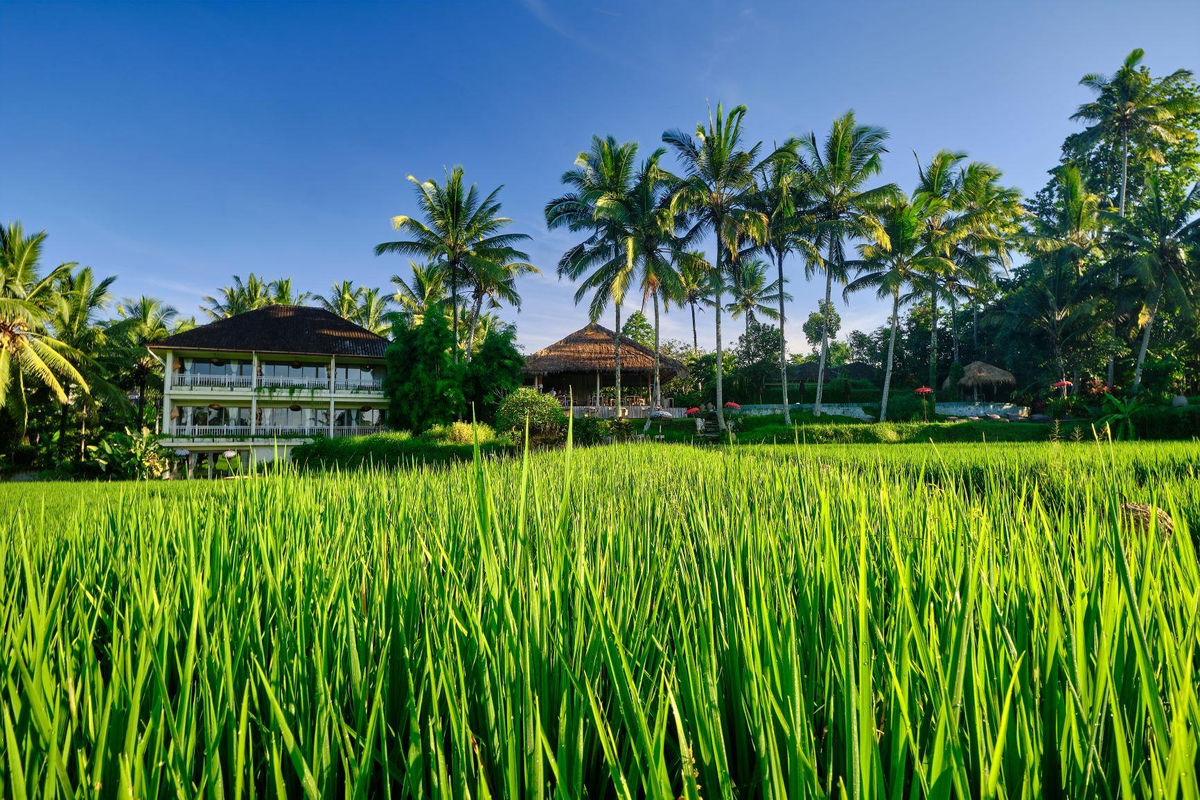 Mathis Retreat Ubud Екстериор снимка